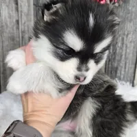 Frost, a female Pomsky for sale in Bellevue, IA – Photo 5 of 10