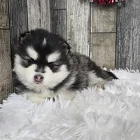 Frost, a female Pomsky for sale in Bellevue, IA – Photo 3 of 10