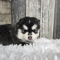 Frost, a female Pomsky for sale in Bellevue, IA – Photo 6 of 10