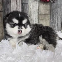 Frost, a female Pomsky for sale in Bellevue, IA – Photo 4 of 10
