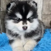 Frost, a female Pomsky for sale in Bellevue, IA – Photo 1 of 10