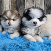 Truffle, a male Pomsky for sale in Bellevue, IA – Photo 7 of 10