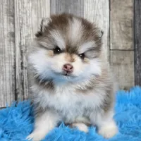 Truffle, a male Pomsky for sale in Bellevue, IA – Photo 1 of 10