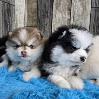Truffle, a male Pomsky for sale in Bellevue, IA – Photo 10 of 10