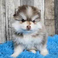 Truffle, a male Pomsky for sale in Bellevue, IA – Photo 4 of 10