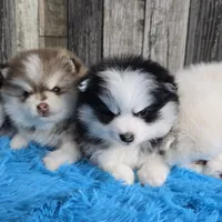 Truffle, a male Pomsky for sale in Bellevue, IA – Photo 8 of 10