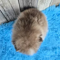 Truffle, a male Pomsky for sale in Bellevue, IA – Photo 3 of 10