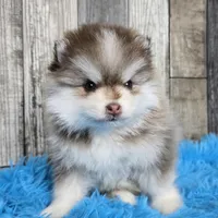 Truffle, a male Pomsky for sale in Bellevue, IA – Photo 5 of 10