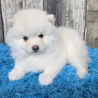 Snowball, a male Pomsky for sale in Bellevue, IA – Photo 4 of 10