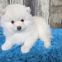 Snowball, a male Pomsky for sale in Bellevue, IA – Photo 10 of 10