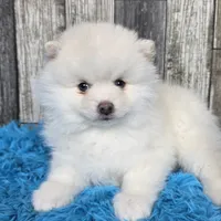 Snowball, a male Pomsky for sale in Bellevue, IA – Photo 1 of 10
