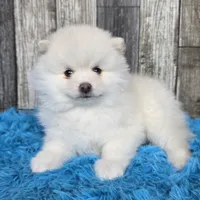 Snowball, a male Pomsky for sale in Bellevue, IA – Photo 5 of 10