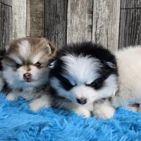 Snowball, a male Pomsky for sale in Bellevue, IA – Photo 9 of 10