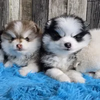 Snowball, a male Pomsky for sale in Bellevue, IA – Photo 7 of 10