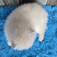 Snowball, a male Pomsky for sale in Bellevue, IA – Photo 3 of 10