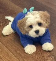 Dever, a male Cavalier King Charles Spaniel and Maltese for sale in Grottoes, VA – 3 of 4