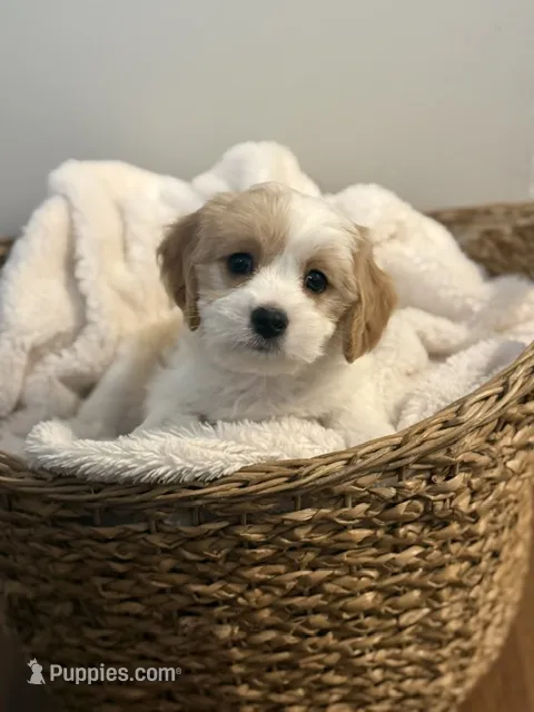 Charlotte – Cavalier King Charles Spaniel, Maltese puppy for sale in Grottoes, VA