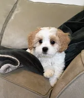 Dever, a male Cavalier King Charles Spaniel and Maltese for sale in Grottoes, VA – 2 of 4