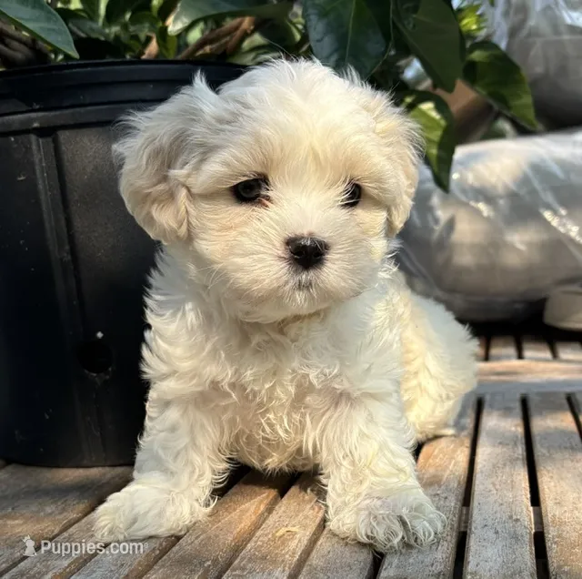 Sassy – Cavalier King Charles Spaniel, Maltese puppy for sale in Grottoes, VA