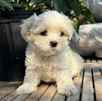 Sassy, a female Cavalier King Charles Spaniel and Maltese for sale in Grottoes, VA – 1 of 3