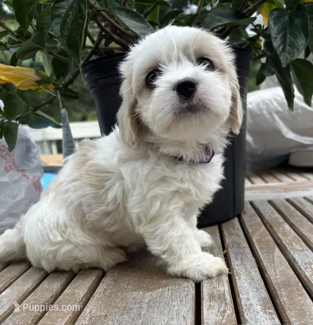 Sasha – Cavalier King Charles Spaniel, Maltese puppy for sale in Grottoes, VA
