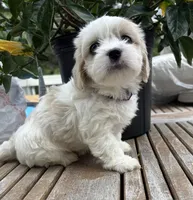 Sasha, a female Cavalier King Charles Spaniel and Maltese for sale in Grottoes, VA – 1 of 3