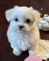 Coco, a female Maltese for sale in Grottoes, VA – 2 of 2