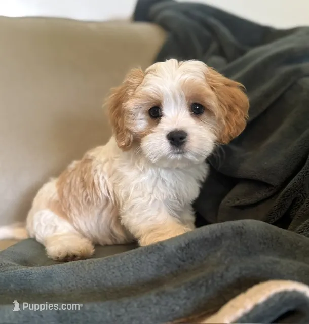 Dever – Cavalier King Charles Spaniel, Maltese puppy for sale in Grottoes, VA