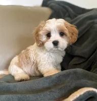 Dever, a male Cavalier King Charles Spaniel and Maltese for sale in Grottoes, VA – 1 of 4
