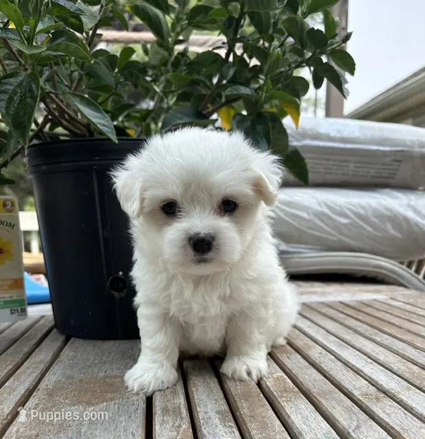 Champ – Maltese puppy for sale in Grottoes, VA