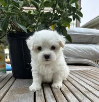 Champ, a male Maltese for sale in Grottoes, VA – 1 of 2