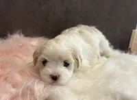 Sasha, a female Cavalier King Charles Spaniel and Maltese for sale in Grottoes, VA – 3 of 3