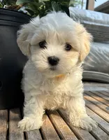 Sassy, a female Cavalier King Charles Spaniel and Maltese for sale in Grottoes, VA – 2 of 3