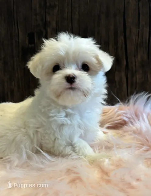 Coco – Maltese puppy for sale in Grottoes, VA