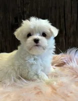 Coco, a female Maltese for sale in Grottoes, VA – 1 of 2