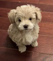 processed/e5100945-a5f4-4ce6-a7f3-0413f5ec91a0/listing/b0a057d7-779e-4a41-81b1-2fcdd2c42fbd/b8b06ff7-e117-4fd5-922d-269da52eebed