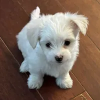 Red, a male Maltese for sale in Grottoes, VA – Photo 2 of 3