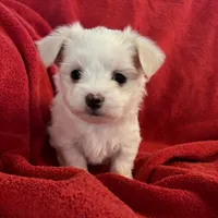 Red, a male Maltese for sale in Grottoes, VA – Photo 1 of 3