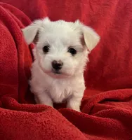 processed/e5100945-a5f4-4ce6-a7f3-0413f5ec91a0/listing/b4b3949c-9ffc-44b4-8402-1d3787f582ea/607c8e54-0d7e-4137-aaa7-ff6a42792a01