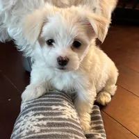 Red, a male Maltese for sale in Grottoes, VA – Photo 3 of 3