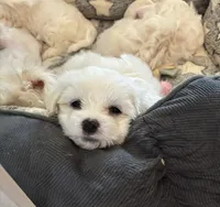 Champ, a male Maltese for sale in Grottoes, VA – 2 of 2