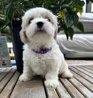 Sasha, a female Cavalier King Charles Spaniel and Maltese for sale in Grottoes, VA – 2 of 3