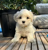 Sassy, a female Cavalier King Charles Spaniel and Maltese for sale in Grottoes, VA – 3 of 3