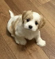 Charlotte, a female Cavalier King Charles Spaniel and Maltese for sale in Grottoes, VA – 1 of 1