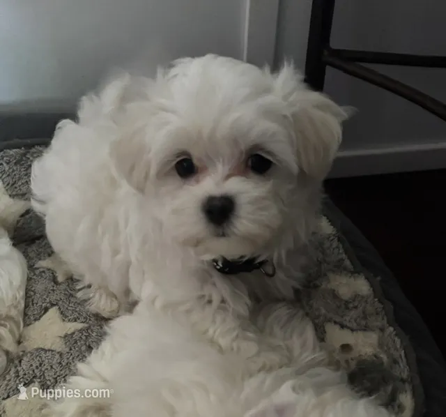 Texas – Maltese puppy for sale in Grottoes, VA