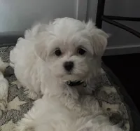 Texas, a male Maltese for sale in Grottoes, VA – 1 of 1