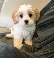 Dever, a male Cavalier King Charles Spaniel and Maltese for sale in Grottoes, VA – 4 of 4