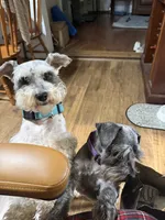 Kalypso, a female Miniature Schnauzer for sale in Richards, TX – 2 of 2