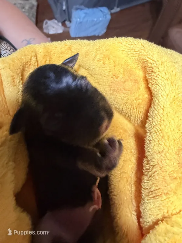 Charlotte – Miniature Schnauzer puppy for sale in Richards, TX