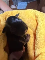 Charlotte, a female Miniature Schnauzer for sale in Richards, TX – 1 of 2